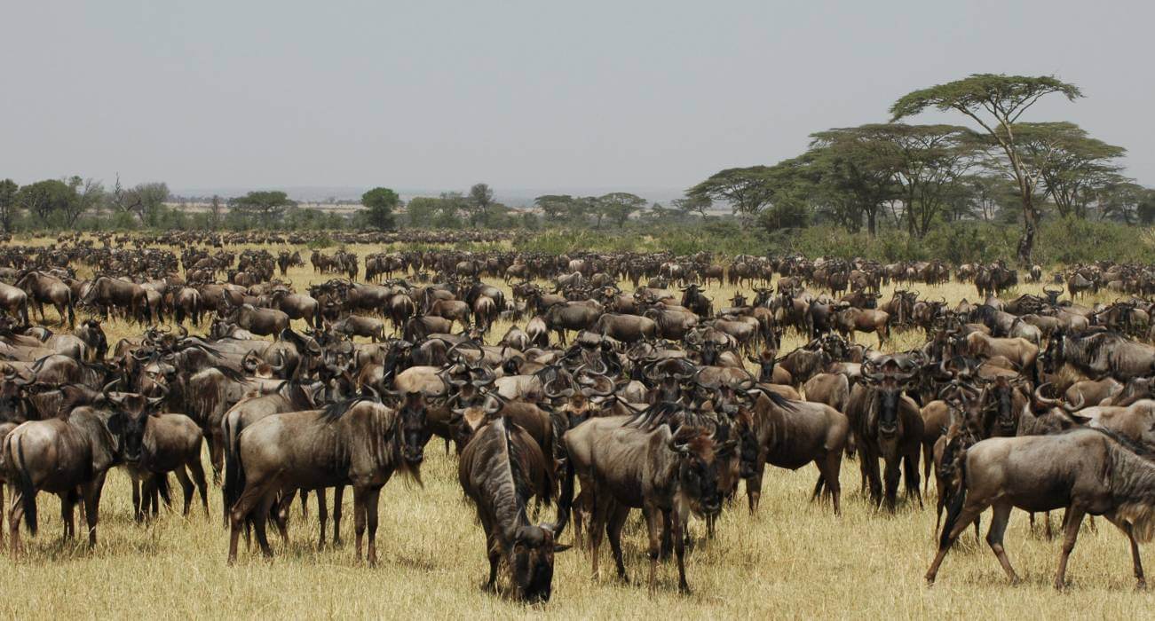 Great migration in Serengeti