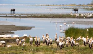 manyara 1 (2)