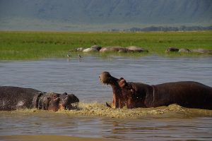 ngorongoro 2 (2)