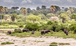 tarangire 1 (2)