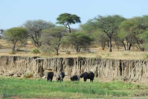 tarangire 1a
