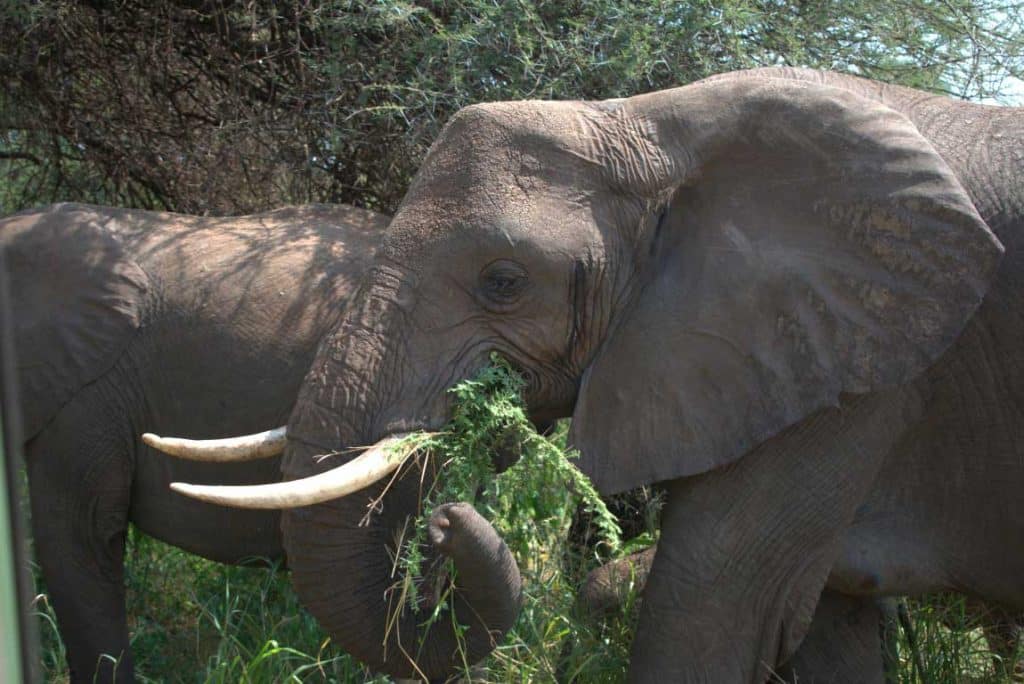Bull elephant closeup somewhere in Tanzania