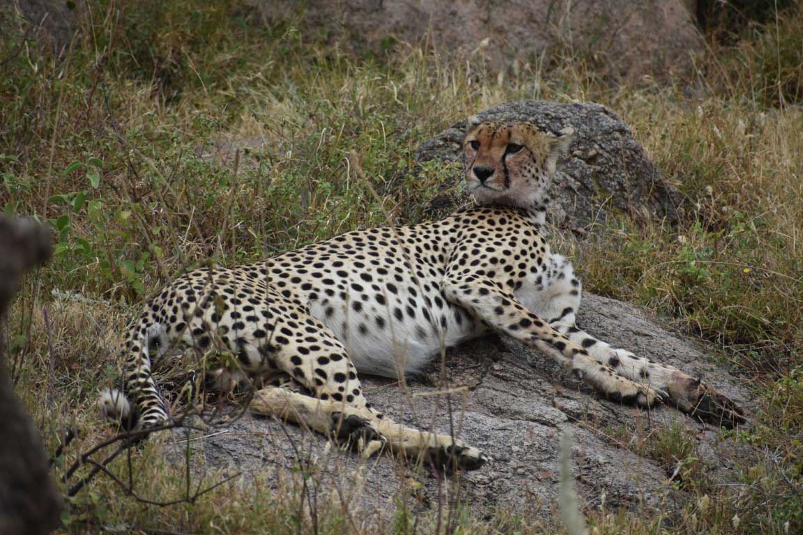 Cheetah resting on the rock in National Park