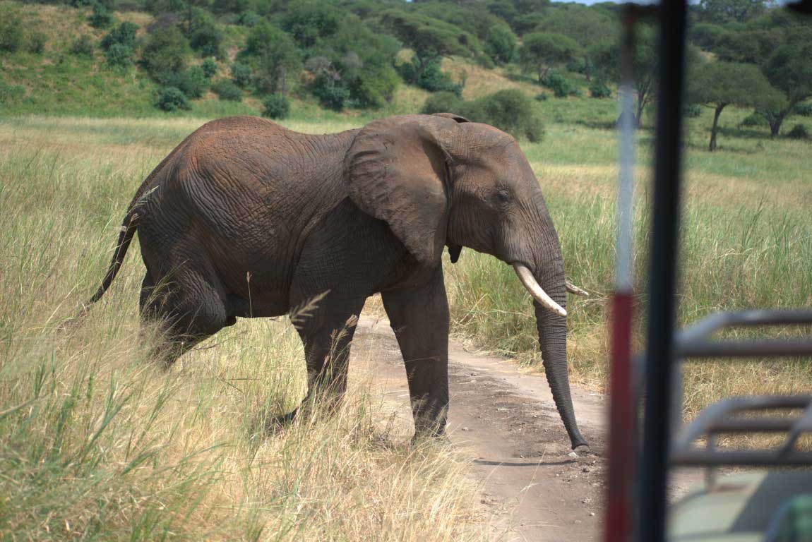 Elephant crossing the road in Tarangire