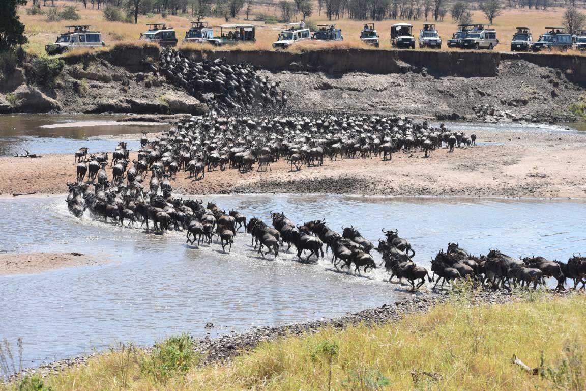 Great migration in Serengeti National Park crossing the river