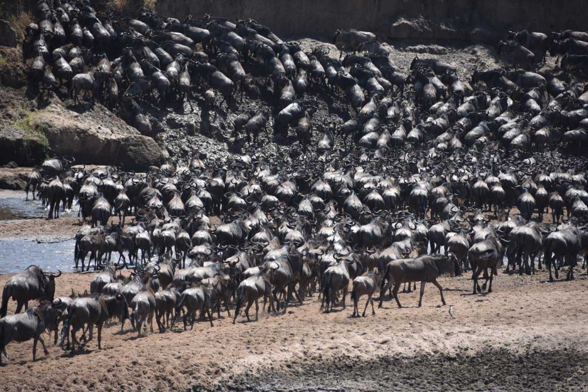 Great migration in Serengeti National Park