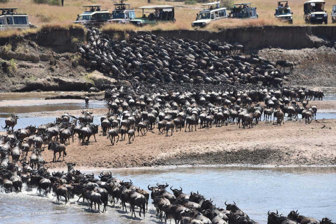 Great wildebeest migration crossing the river in Serengeti National Park