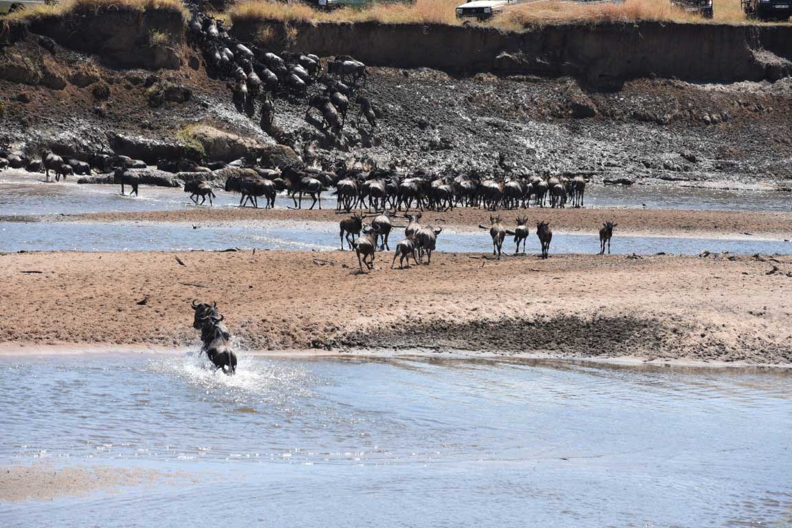 Great wildebeest migration crossing the river in National Park