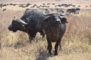 Group of buffalos in Serengeti National Park