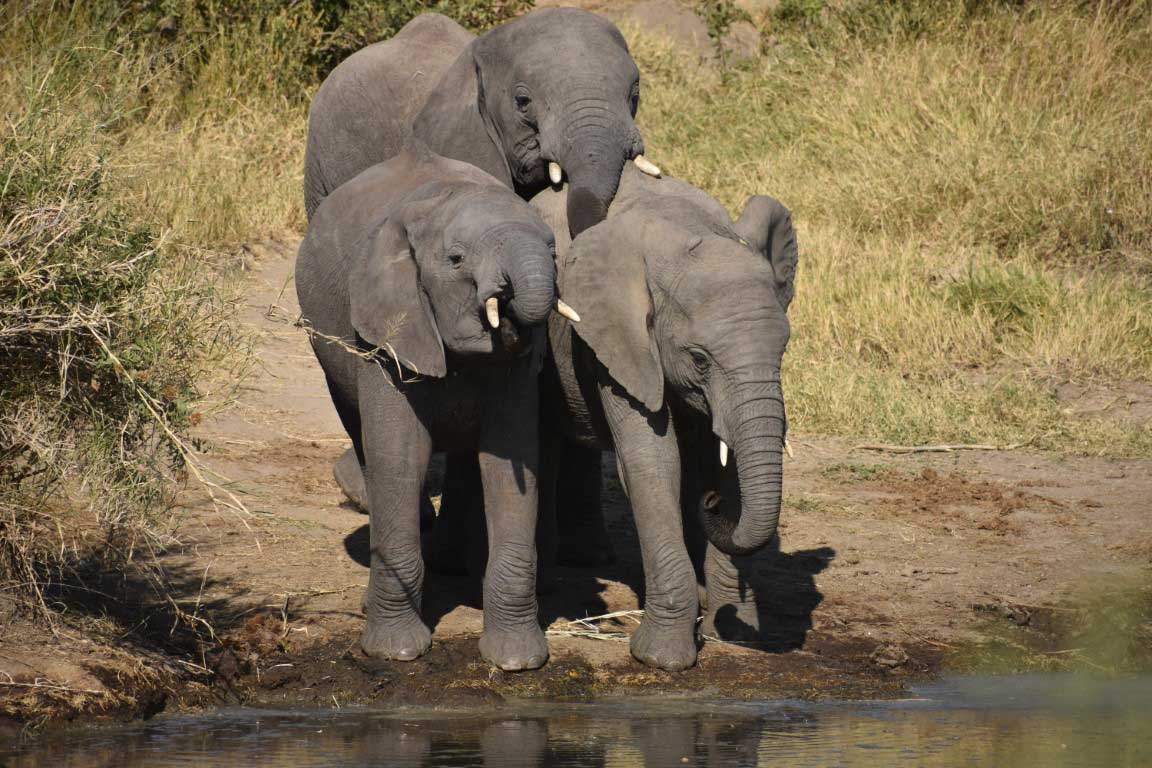 Group of elephants in Tanzania