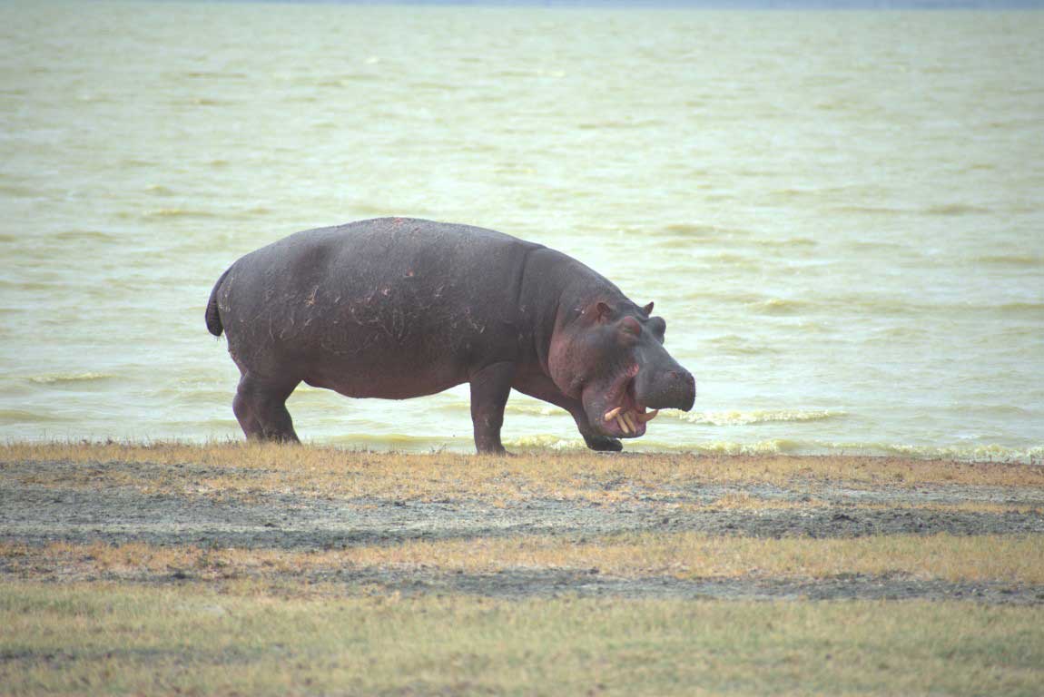 Hippo at the river bank in Tanzania