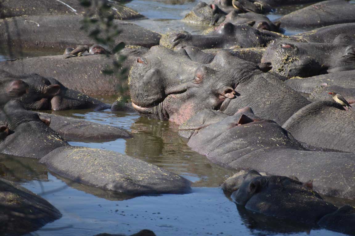 Hippo pull in Ngorongoro