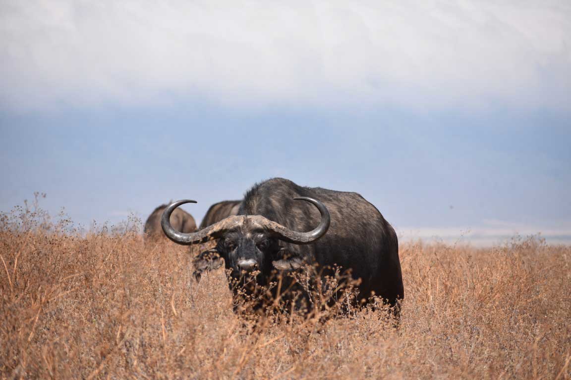 Lone buffalo in Serengeti