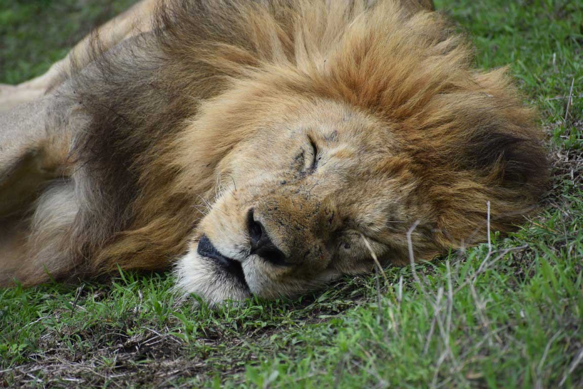 Male lion sleeping in National Park