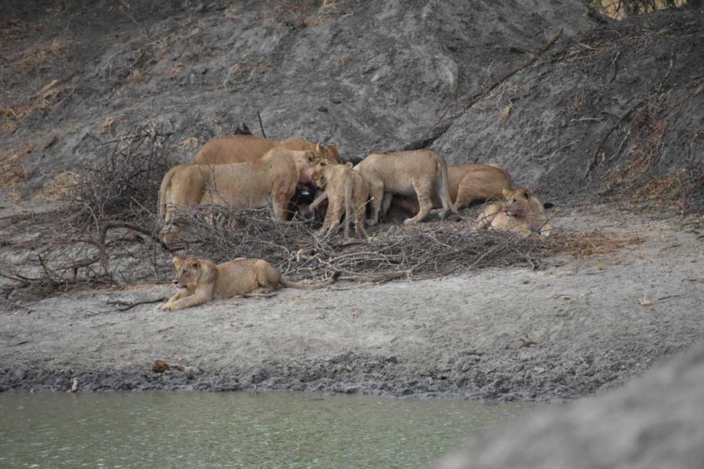 Meal time for lions in Tanzania