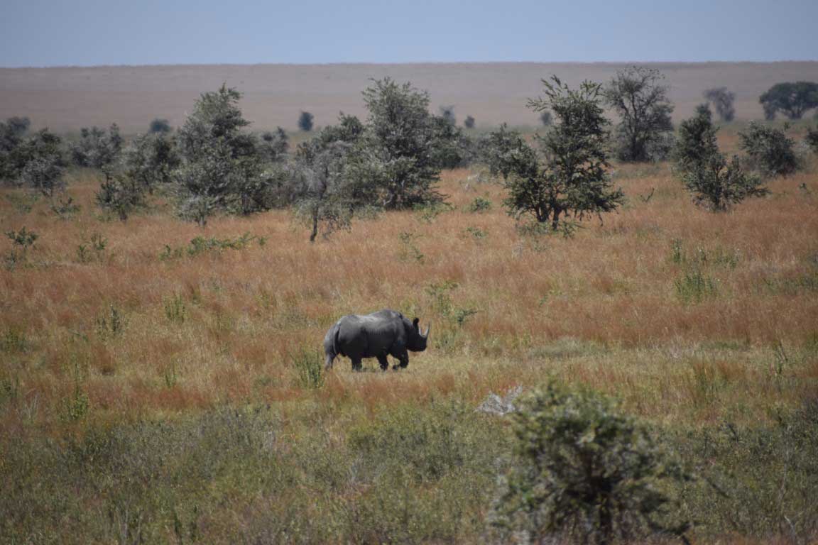 Rhino walking in the park