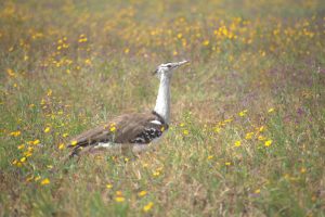 Secretary bird somewhere in Tanzania, dream experience