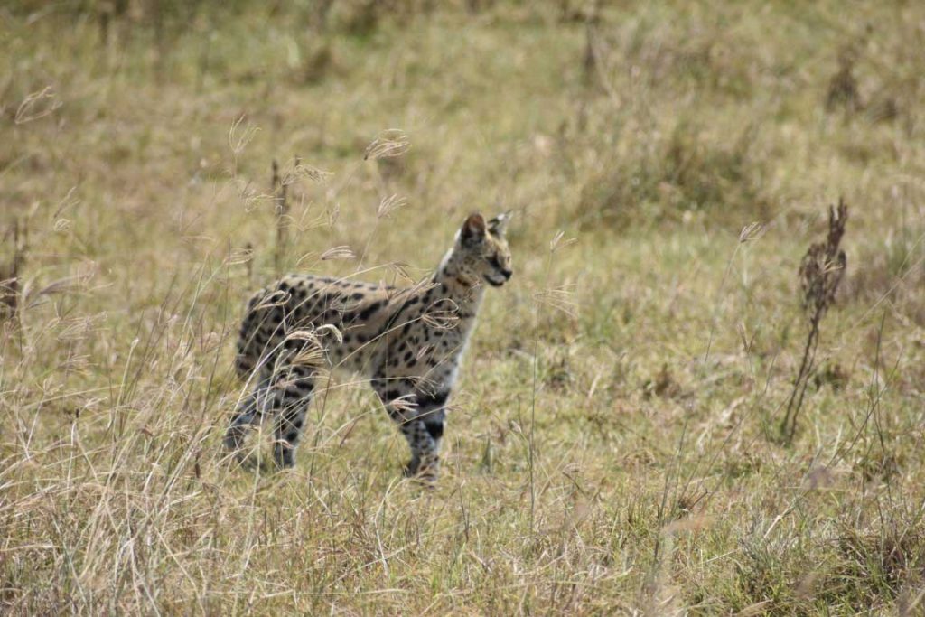 Serval cat in the grass in National Park