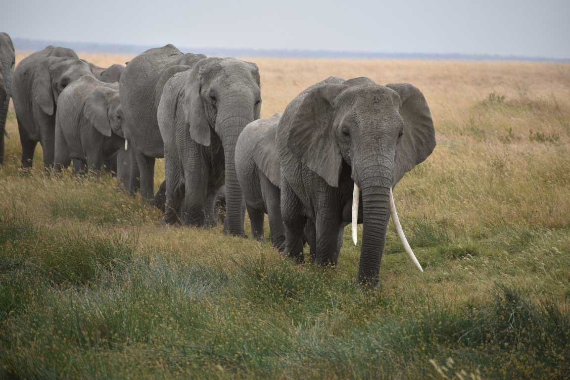 Travelling elephants in Serengeti National Park, dream experience