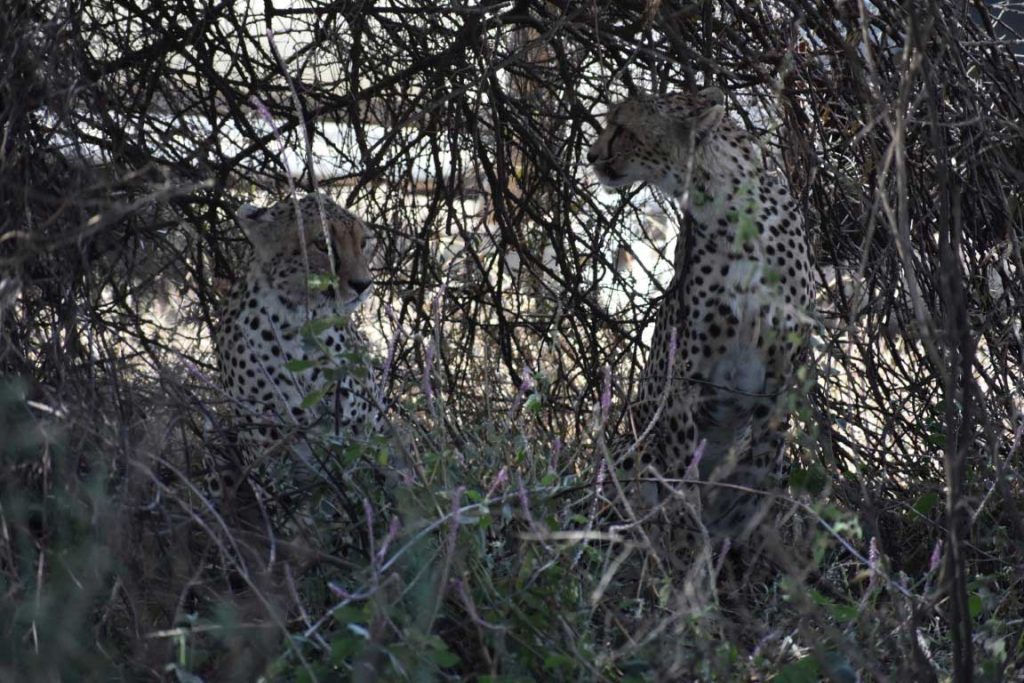 Two cheetahs somewhere in Tanzania