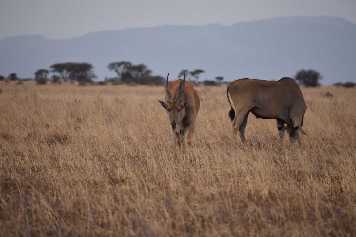 Two elands feeding in Serengeti National Park