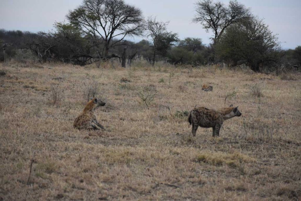 Two hayenas in Serengeti