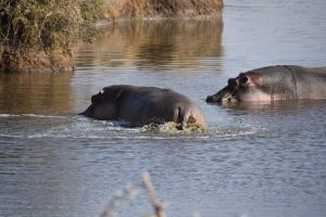 Two hippos in the river in National park