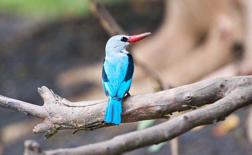Tanzania bird life