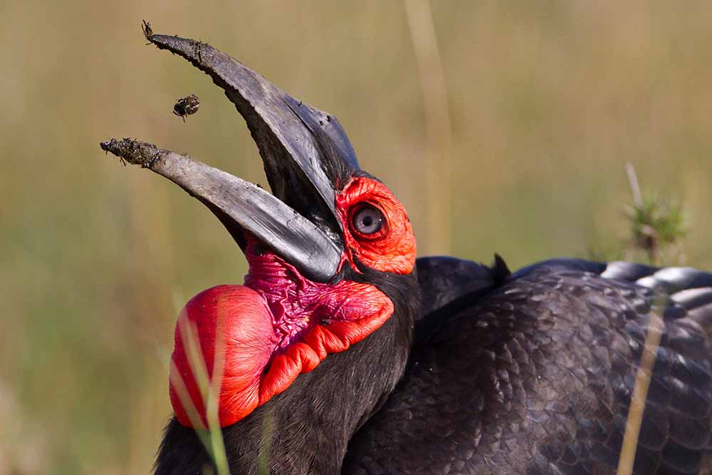 Tanzania bird feeding