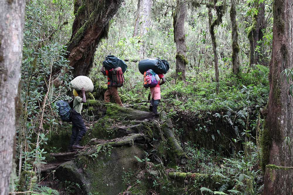 Trekking Machame forest on Kilimanjaro