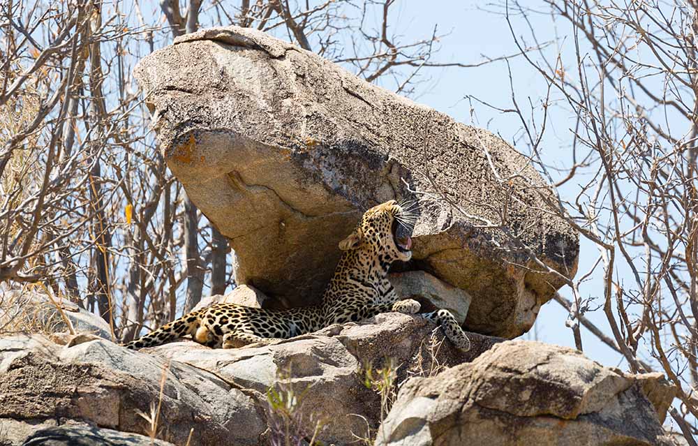 Ruaha national park leopard